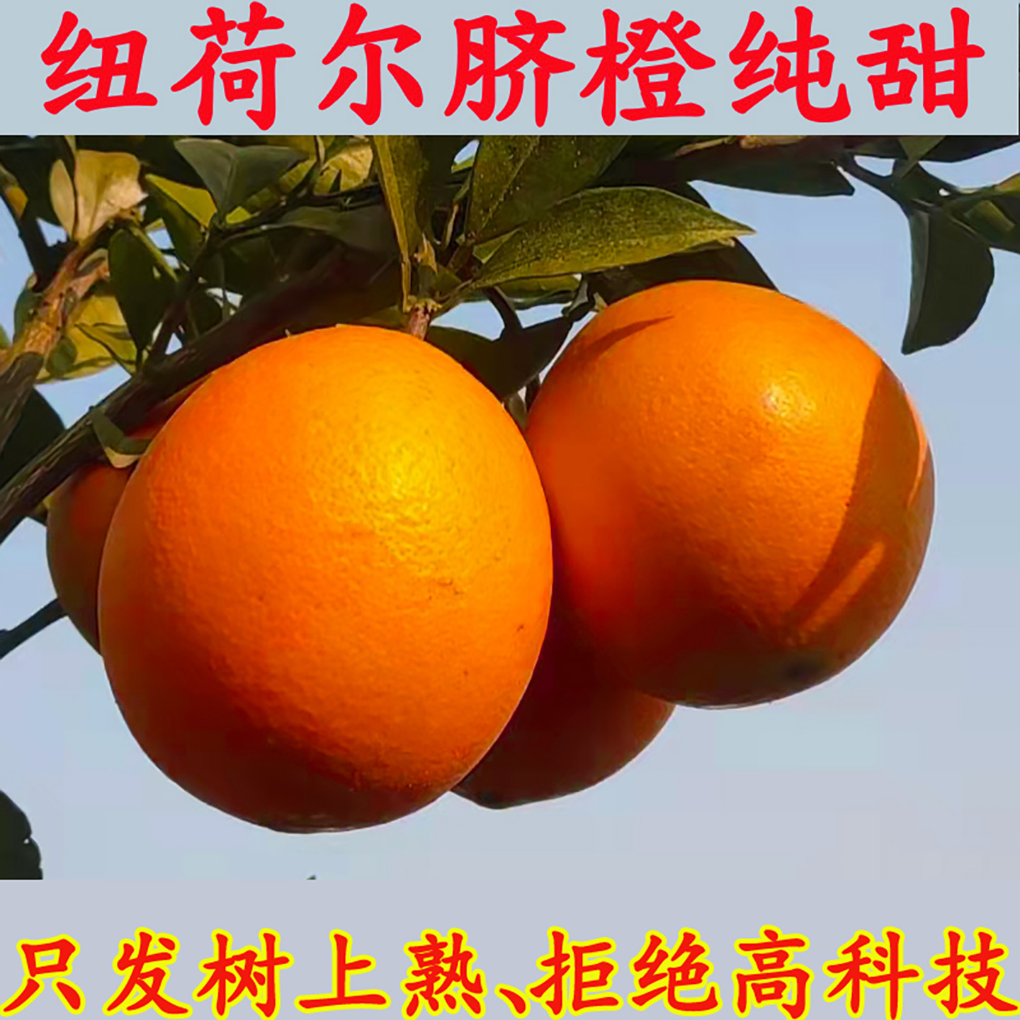 自然成熟纽荷尔脐橙手剥橙