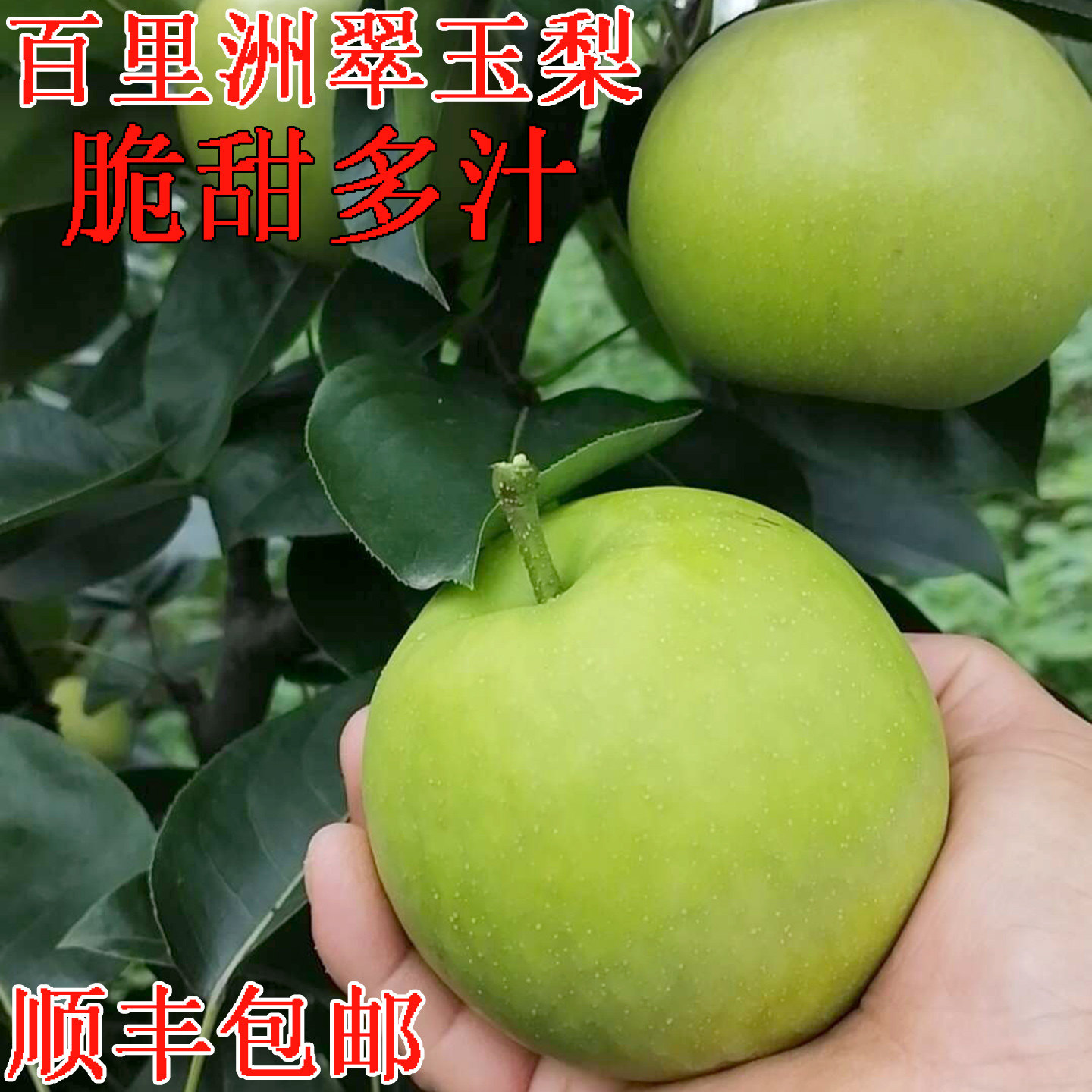 百里洲砂梨翠玉梨黄花梨翠冠梨