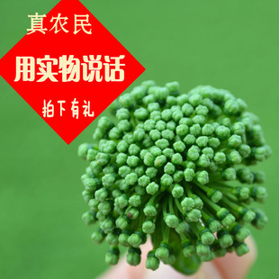 三七花茶云南文山特级四年三七花整朵三年田七花精选高档自产自销