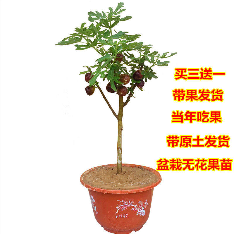 盆栽无花果树苗 地栽波姬红无花果苗 南方北方种植大苗 当年结果在类目 鲜花速递/花卉仿真/绿植园艺, 花园植物/行道树/果树, 果树中 - 来自Buy2taobao.com提供专业的淘宝代购服务