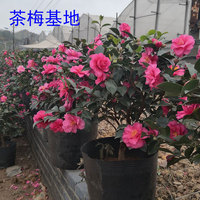 耐寒好養(yǎng)盆栽室外植物冬季花卉苗