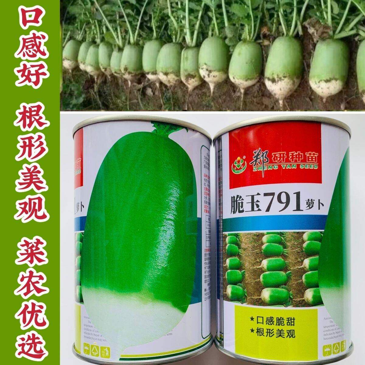 郑研791萝卜种子正宗优质