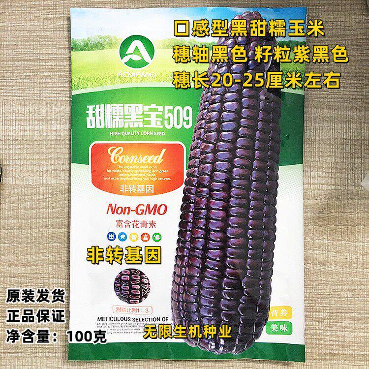 甜糯黑玉米种子黑宝5089