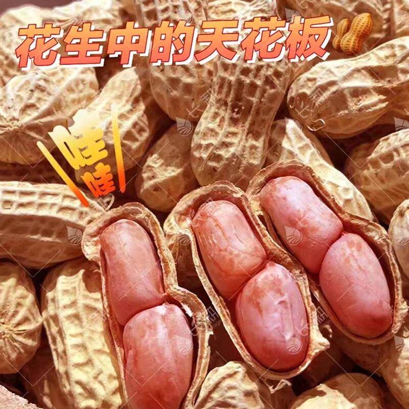 白沙两粒大花生种子原种薄壳花生米山东地豆种孑出油高产手剥种籽
