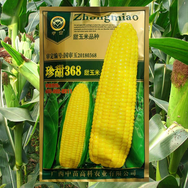 珍甜368水果玉米种子生吃超脆超甜非转基因高产审定品种种籽春季