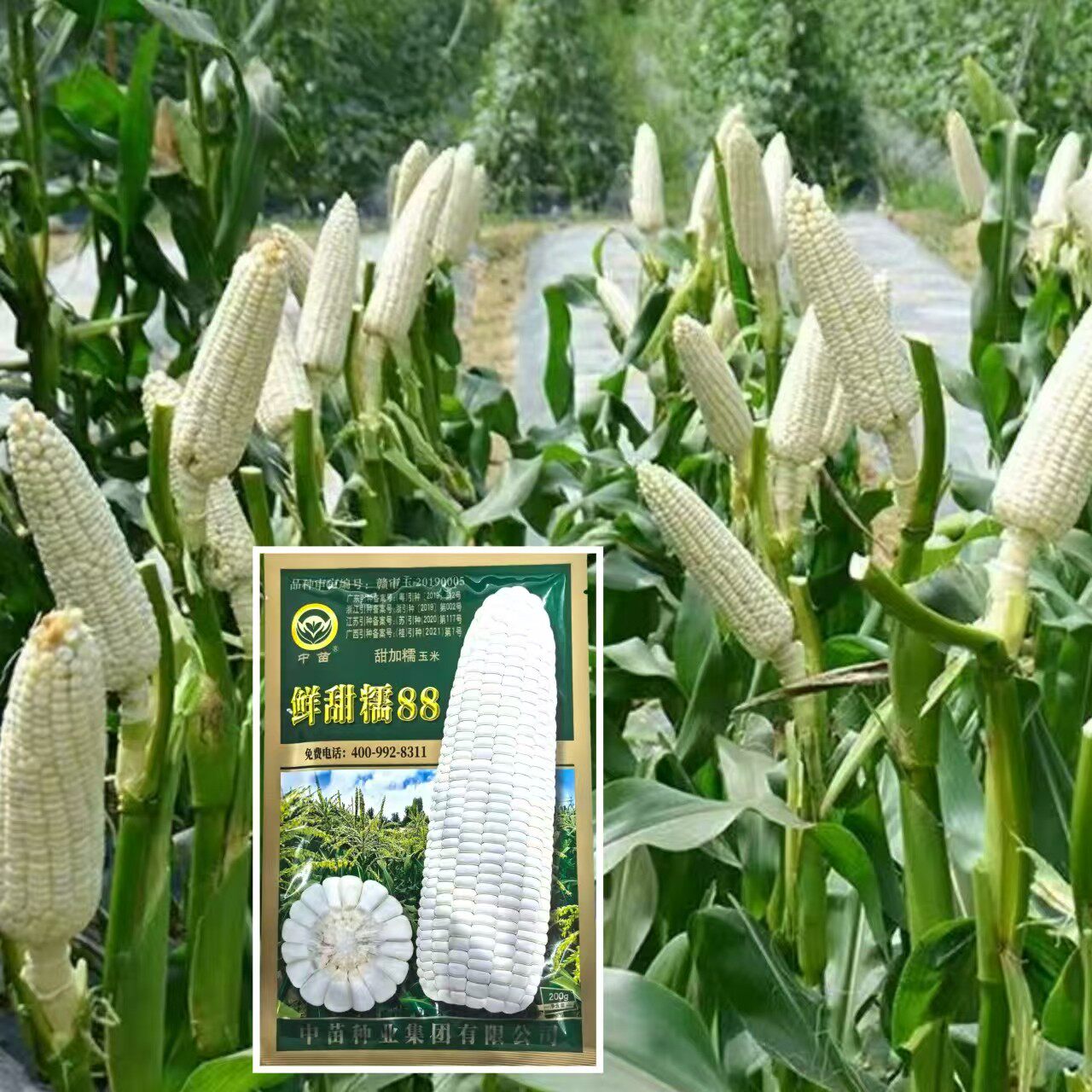 中苗鲜甜糯88白糯玉米种