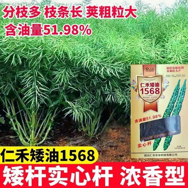 四川仁禾矮油1568油菜种高产矮杆耐寒抗倒伏出油高早熟油菜种正品