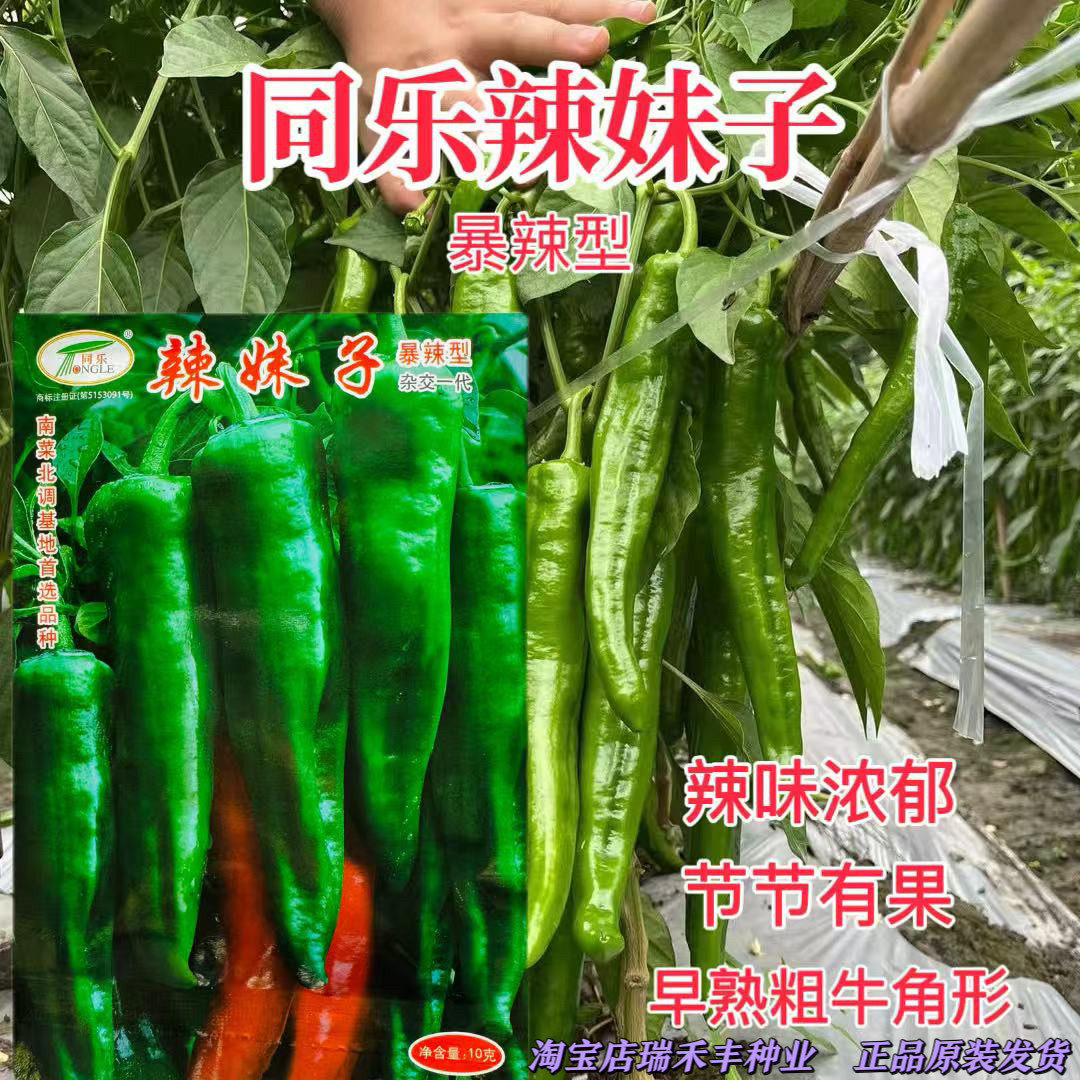 同乐辣妹子辣椒种子早熟