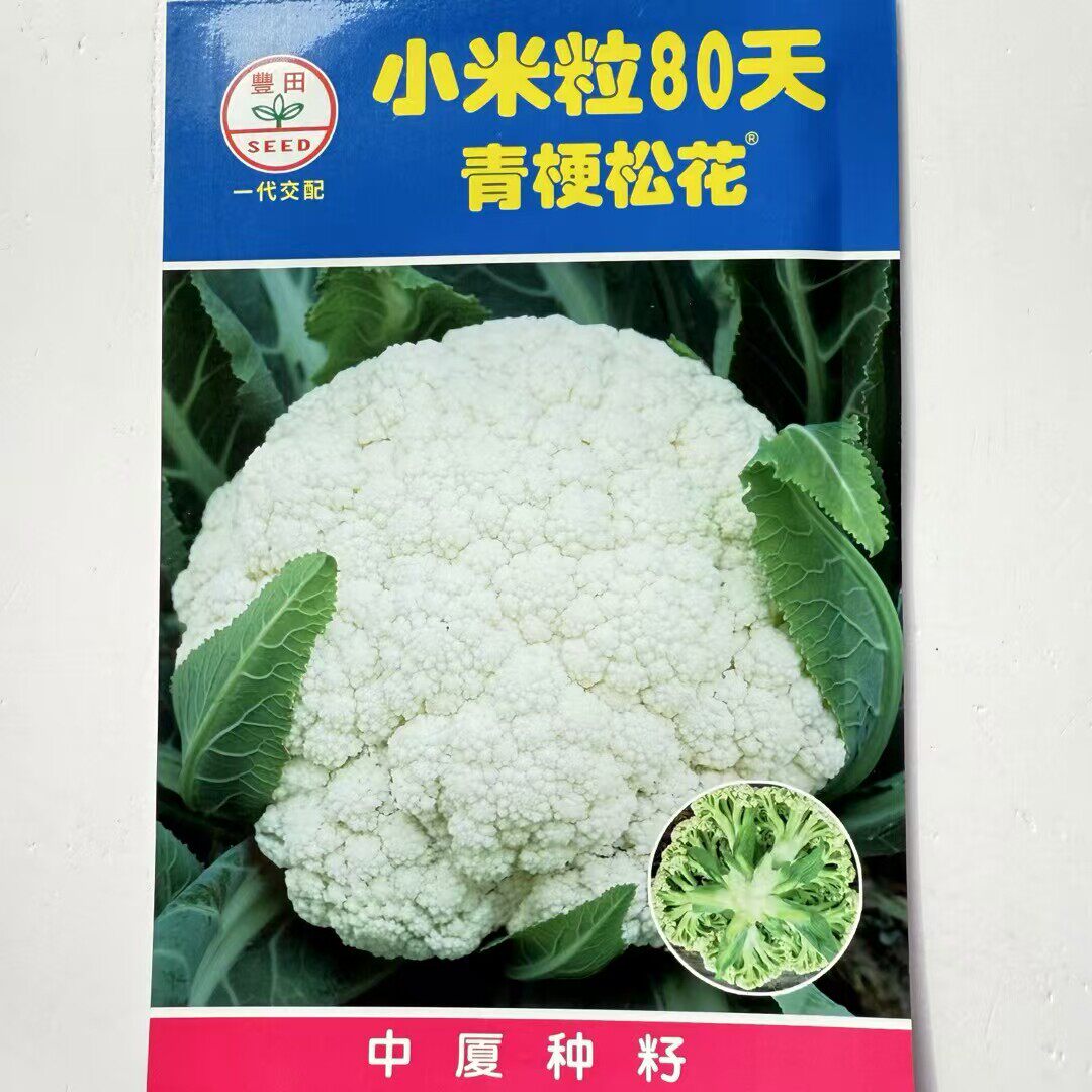 小米粒80天青梗松花菜种