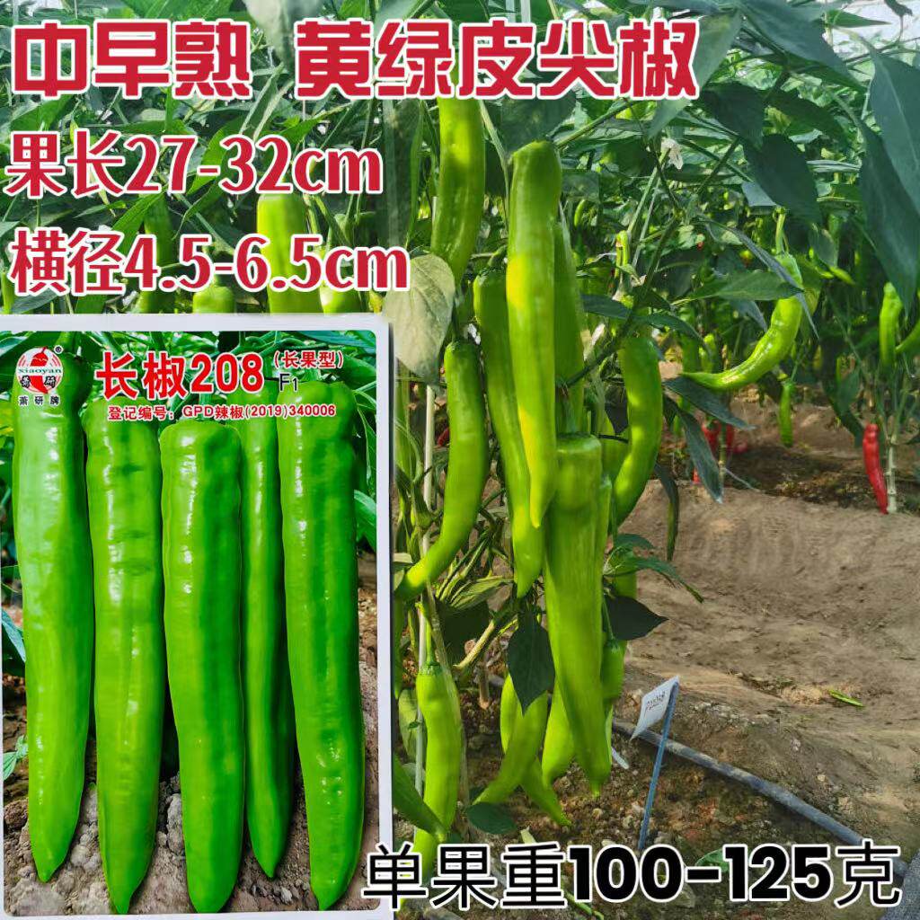 萧研长椒208辣椒种子黄绿