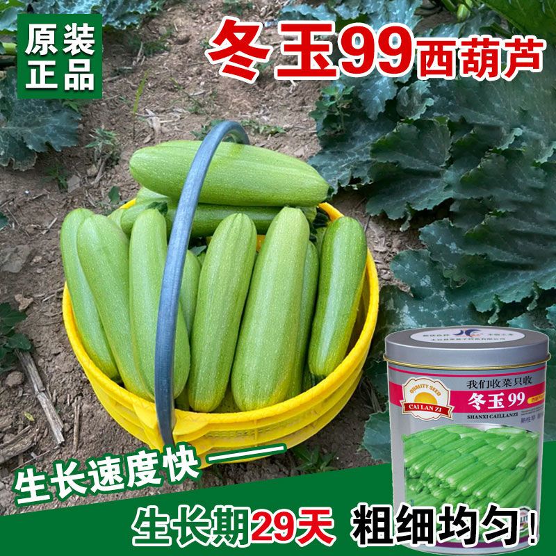 冬玉99西葫芦种子西葫种籽占瓜蔬菜籽四季播早熟盆栽瓜果蔬菜种孑
