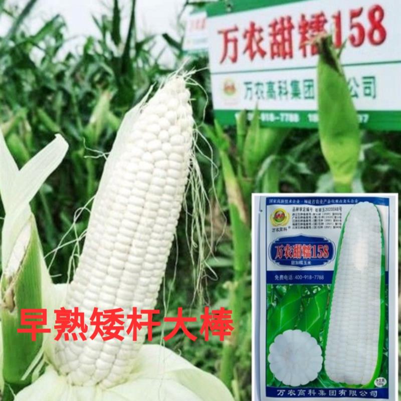万农高科万农甜糯158玉米种子皮薄矮杆籽粒白色甜加糯玉米种籽