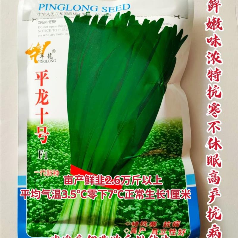 平龙十号韭菜种子优质高产抗病抗寒不休眠农家大田基地春秋播精选