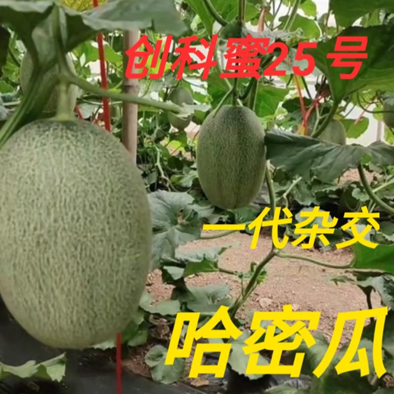 新疆哈密瓜种子创科蜜25号/17号高产春秋种方耐裂海南网纹甜瓜籽