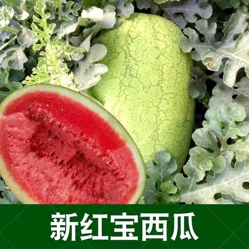 新红宝西瓜种籽 特大 早熟四季 西瓜种籽 南方 西瓜种孑 超大懒汉