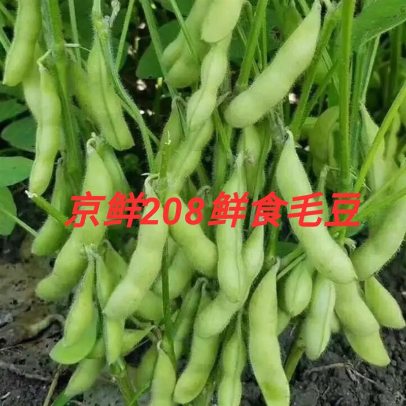 鲜食毛豆种子早熟高产特大黄豆种籽青豆大豆蔬菜种孑大全春季四季
