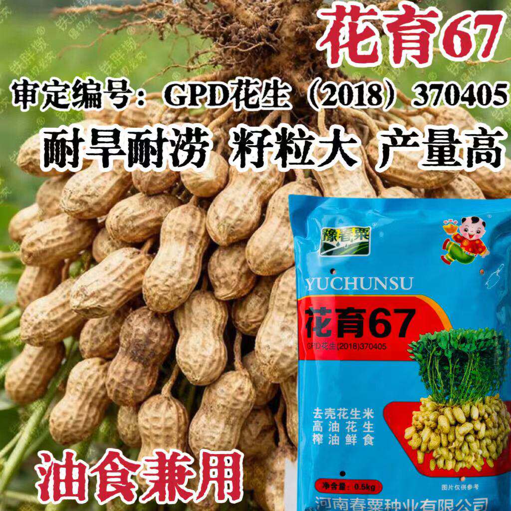 耐旱耐涝花生种子高产适