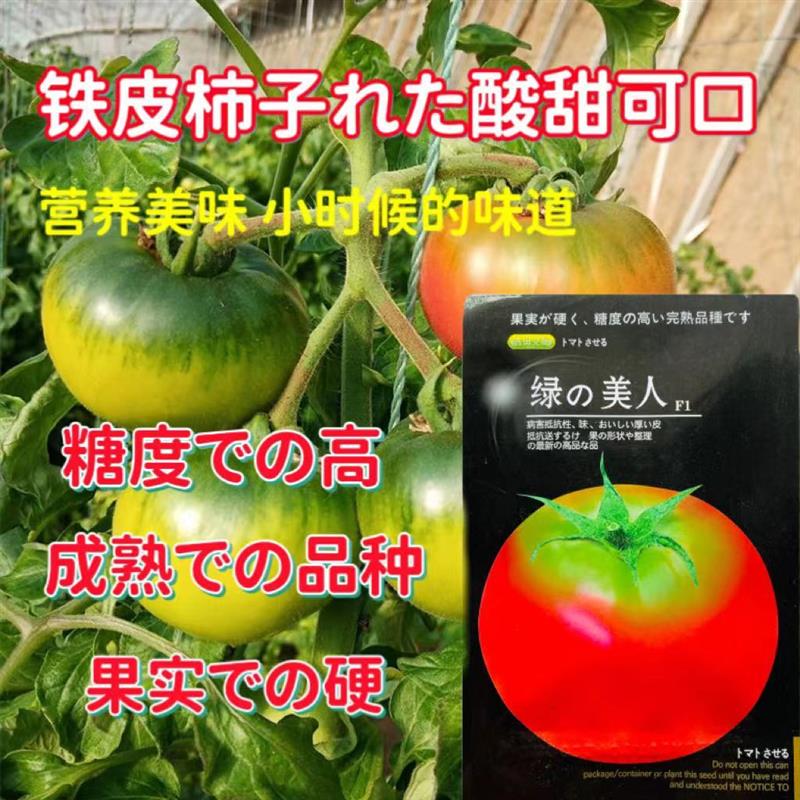 草莓番茄种子绿美人绿肩西红柿种籽无限生长型早熟膨果快大田种植
