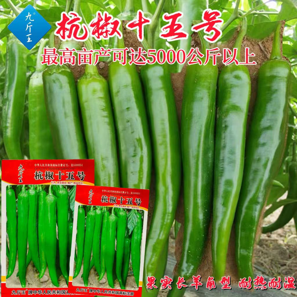九斤王杭椒十五号种子长灯笼泡椒秧苗春夏秋四季辣椒种孑微辣蔬菜
