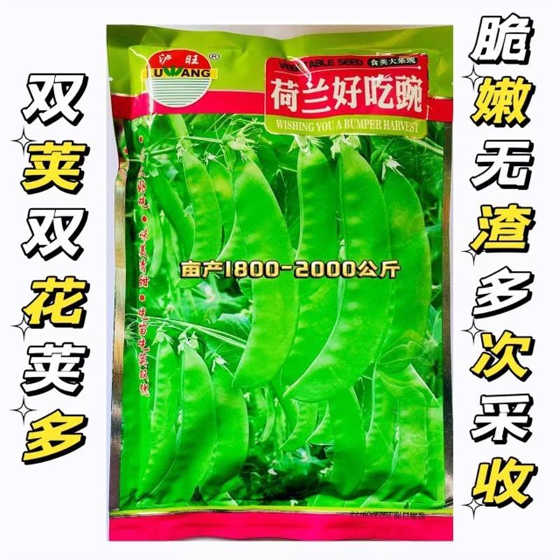荷兰好吃豌豆种子豌豆种籽孑四季蔬菜种籽大荚碗豆种籽双花双荚