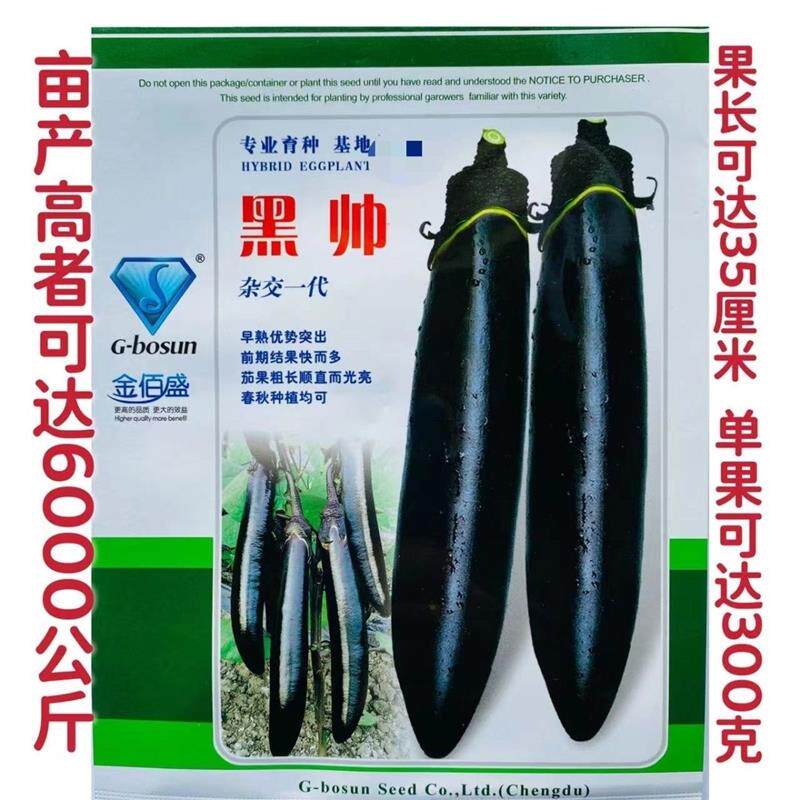 金佰盛黑帅茄子种子早熟杂交春秋蔬菜高产抗病口感好黑亮皮果型美