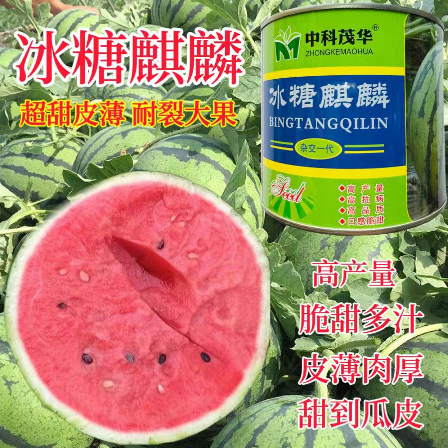 中科茂华冰糖麒麟西瓜种子薄皮早熟海南麒麟西瓜籽春季种植蔬菜籽