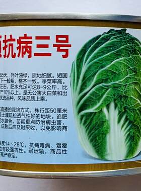 青硕抗病三号油绿型大白菜种子冬储大白菜种子大面积种植基地庭院