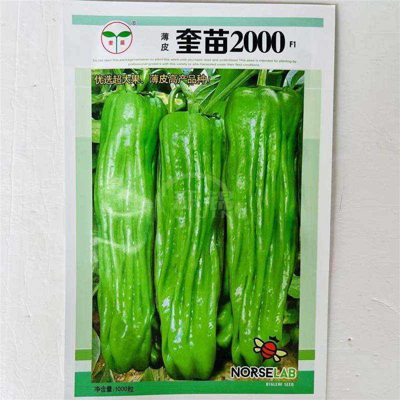 奎苗2000薄皮辣椒种子早熟高产大果微辣青椒种籽大椒薄皮椒菜种籽