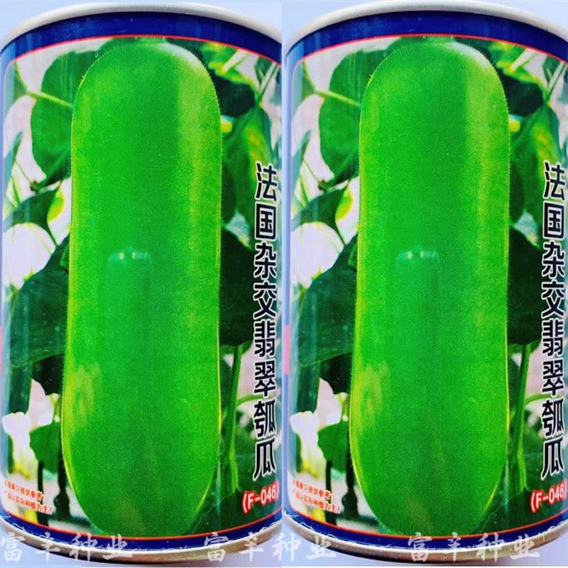 法国杂交翡翠瓠瓜种子早生短蒲瓜甜瓠子瓜菜葫芦春夏秋季蔬菜种子