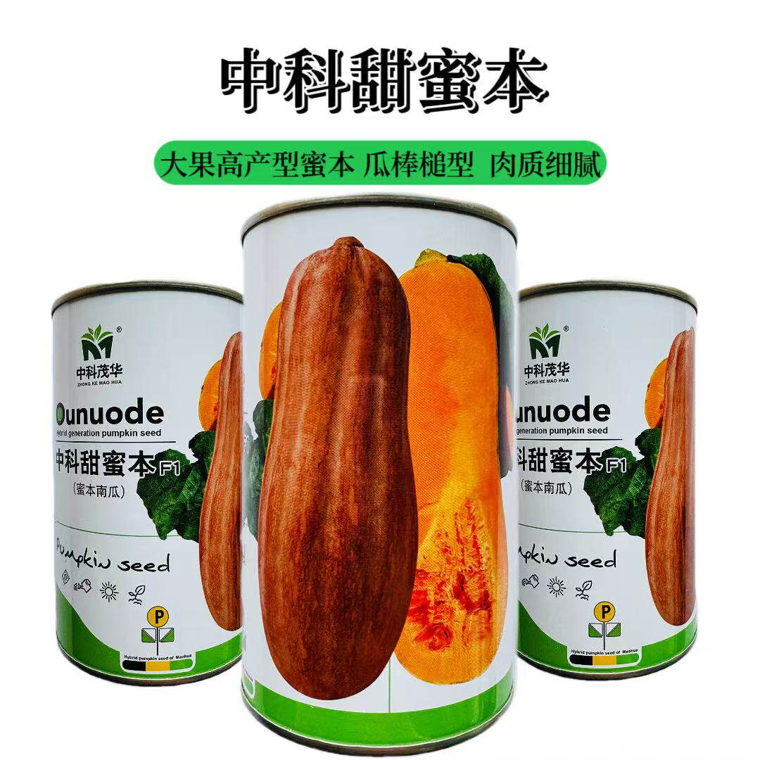 中科茂华甜蜜本南瓜种子