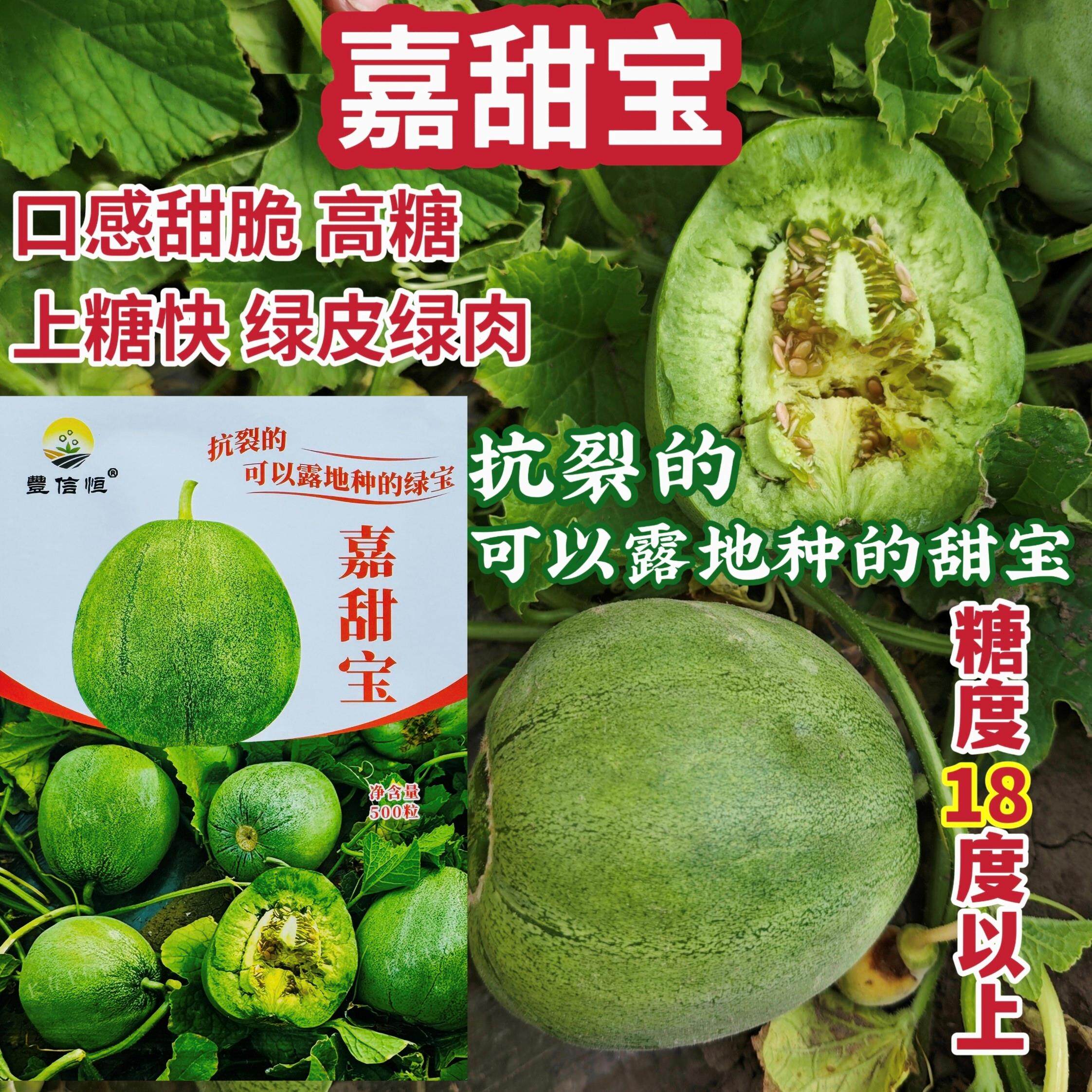 嘉甜宝绿皮瓜种子早熟高