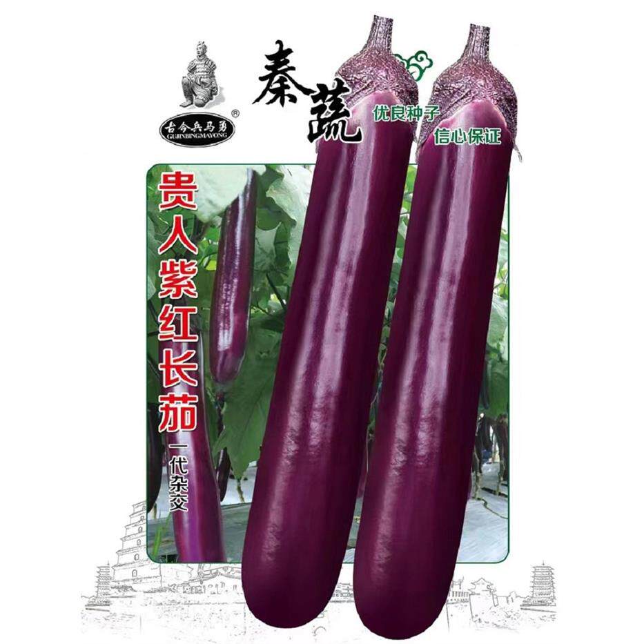 贵人紫红长茄种子中熟高