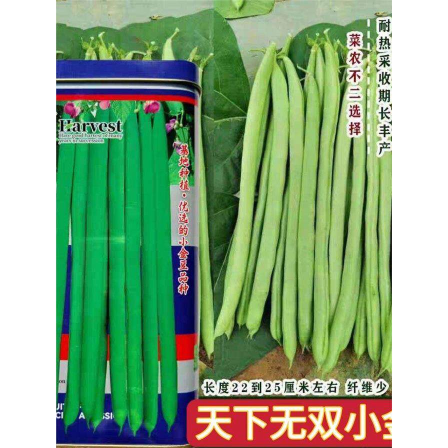 天下无双小金豆种子高产