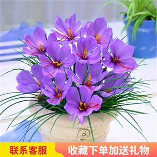 5颗藏红花大球 西红花种球番红花花卉种子球根苗食用百合盆栽