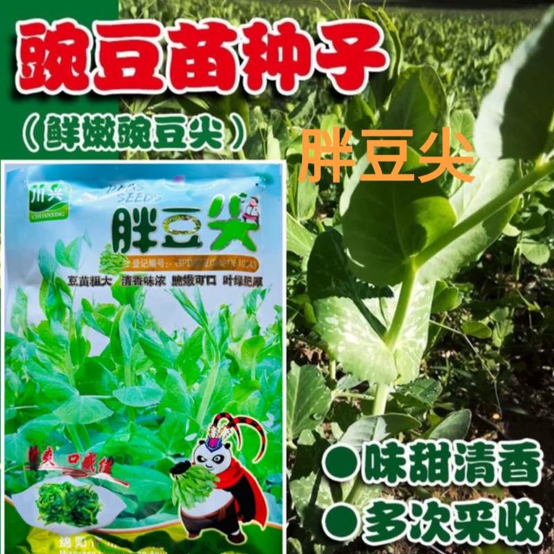 胖豆尖豌豆苗种子口感好优质高产抗病商品性佳农家秋冬播精选