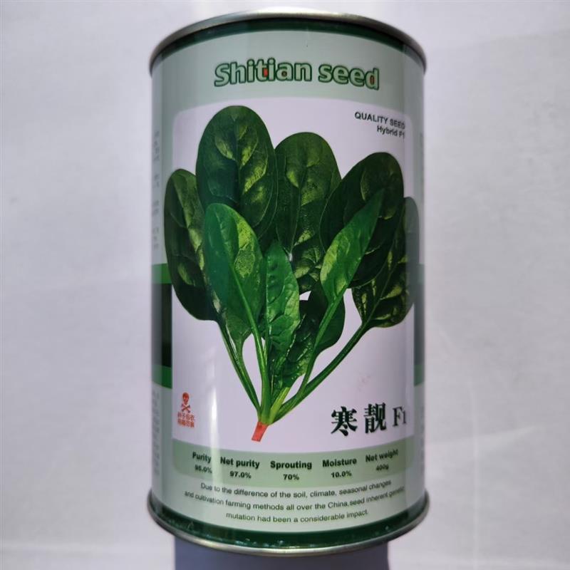 菠菜种子神禾寒靓杂交一代耐寒新品种甜嫩早熟耐热抗病高产春秋播