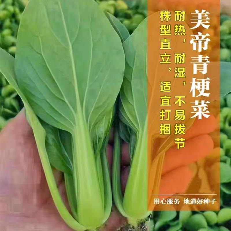 绿享美帝青梗菜种子不结秋小白菜杂交小青菜籽浅绿耐热耐湿四季播