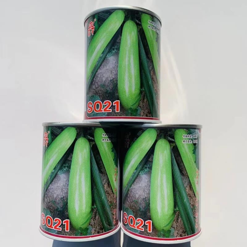 春秋两季西葫芦种子杂交早熟高产耐热抗病大田专用西胡芦蔬菜种孑
