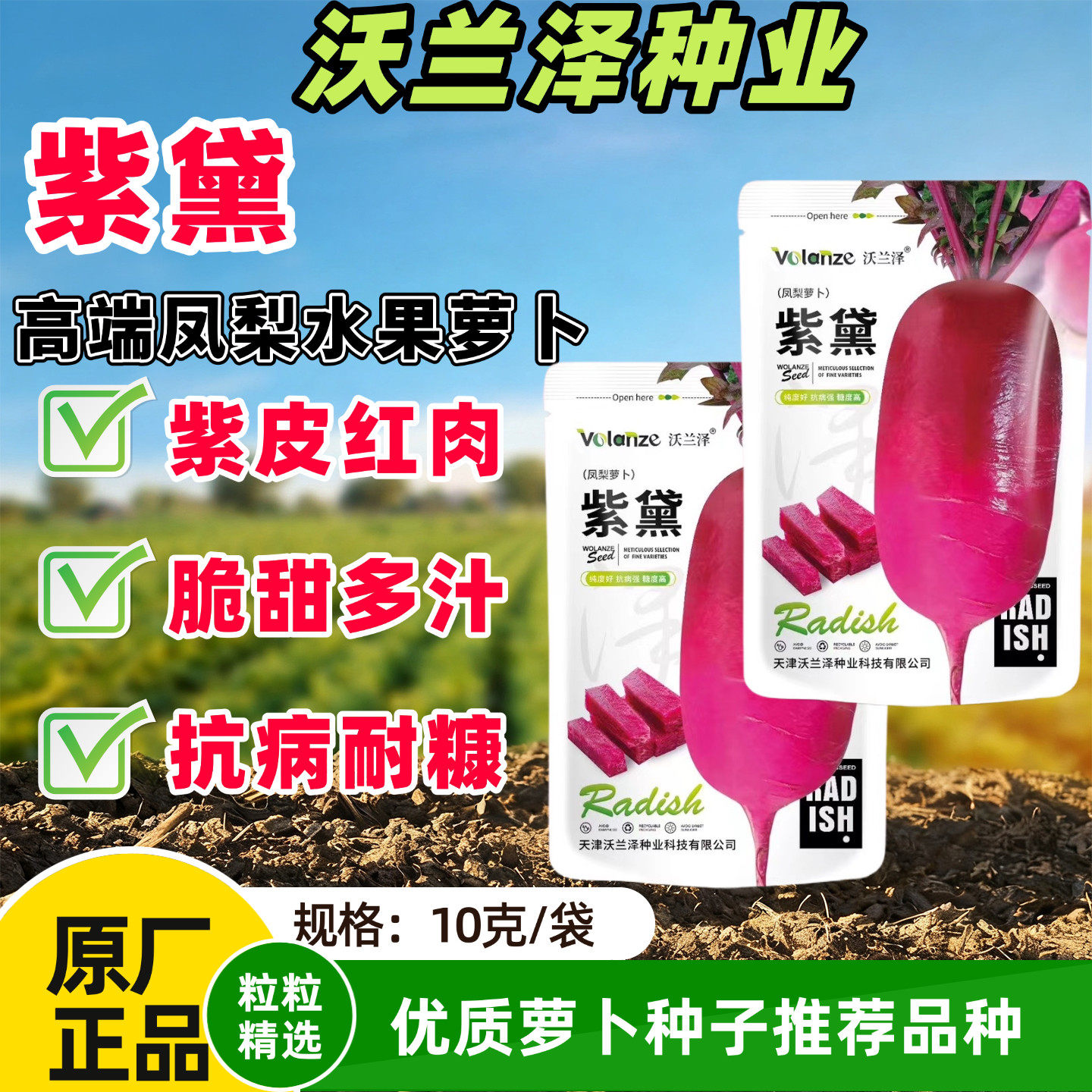 沃兰泽紫黛凤梨萝卜种子