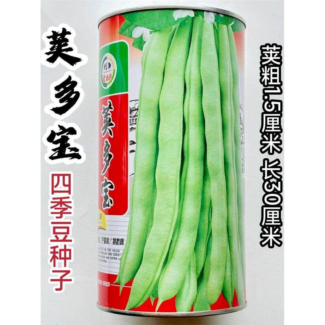 荚多宝四季豆种子无筋爬