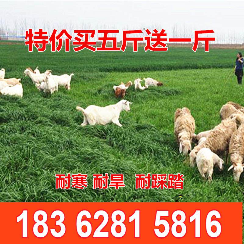 黑麦草种子牧草种子南方北方多年生宽叶高产早熟草坪种子白红三叶