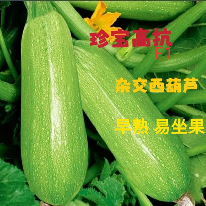 杂交珍宝高抗西葫芦种子早熟高产耐热珍宝角瓜种籽春秋播田基地