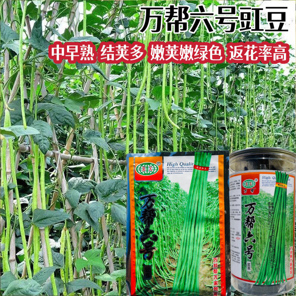万帮六号豇豆种子中早熟