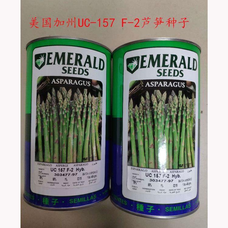 美国加州UC157芦笋种籽高产抗病耐寒春秋播大田进口绿芦笋种子孑