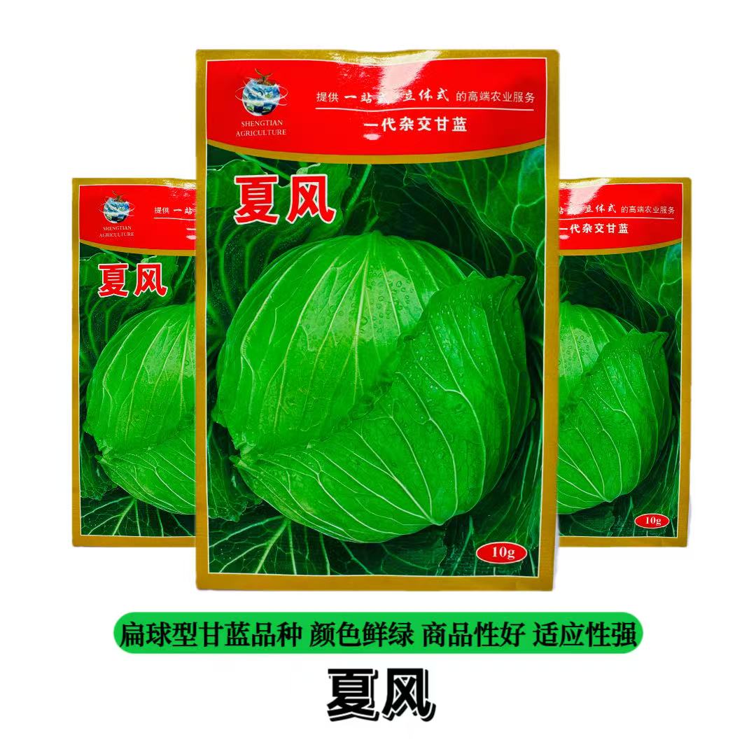 多途夏风杂交甘蓝种子扁球型甘蓝颜色鲜绿商品性好口感好产量高
