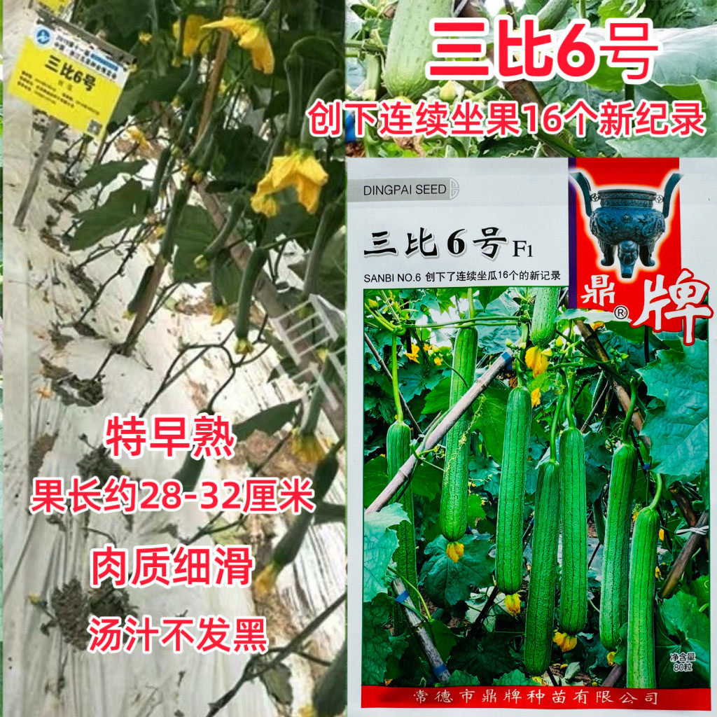 三比六号丝瓜种子早熟高