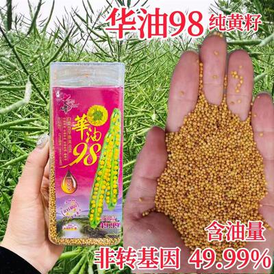 华油98黄籽油菜种非转基因油菜耐寒高产出油多抗倒伏华油大全秋播