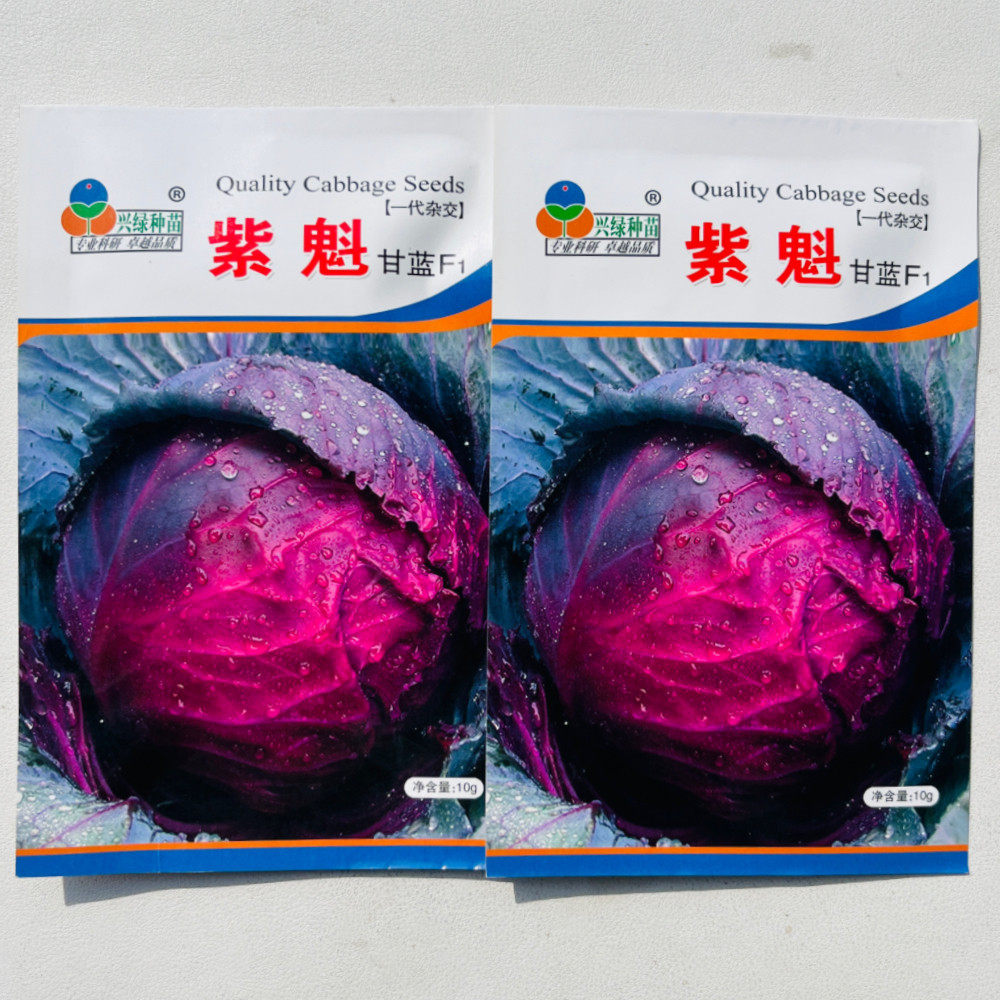 紫魁甘蓝种子中熟紫红包