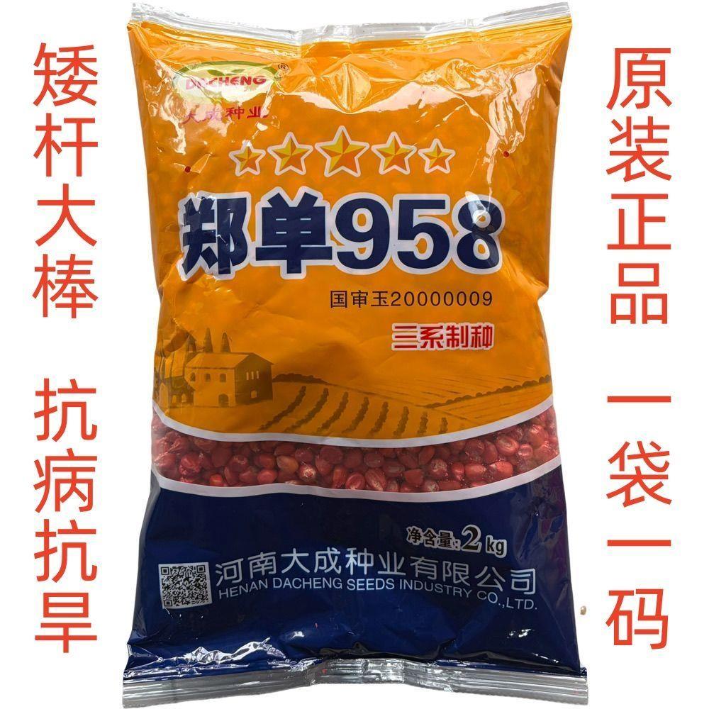郑单958新种子大棒玉米种子抗旱农科院培育矮杆抗倒抗锈抗病