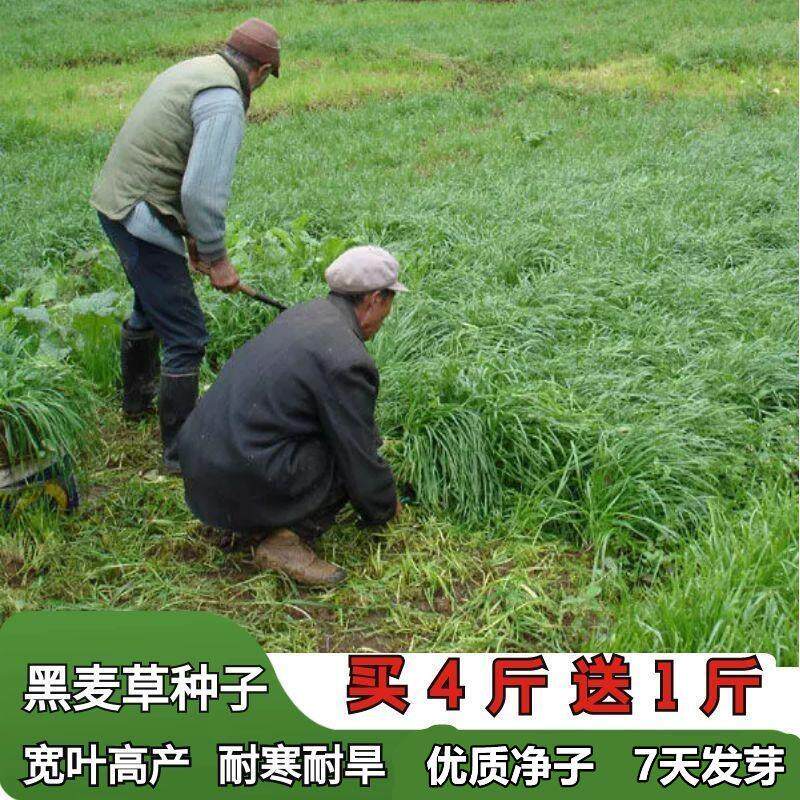 进口黑麦草种子宽叶耐寒牧草种子四季高产鸡鸭鹅猪牛羊鱼草种籽
